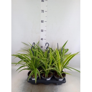 Chlorophytum com.