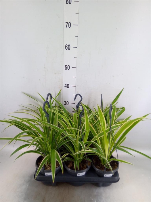 <h4>Chlorophytum com.</h4>