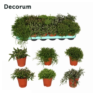 Rhipsalis gemengd 9 cm Decorum