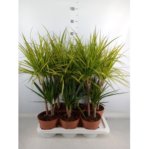 Dracaena   ...mix