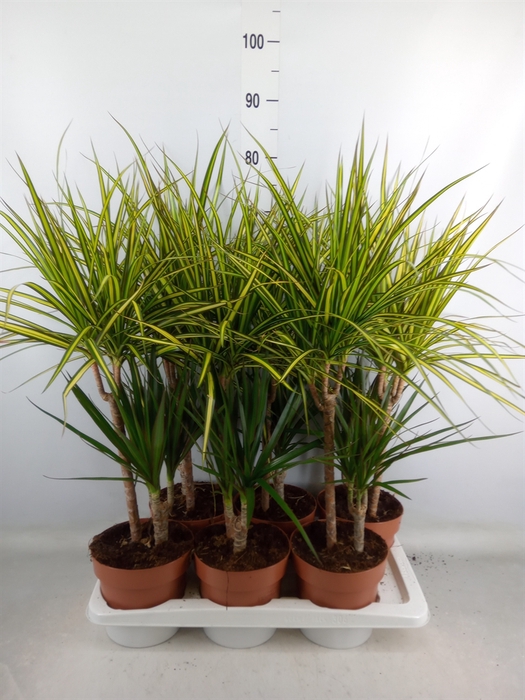 <h4>Dracaena   ...mix</h4>