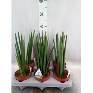 Sansevieria   ...