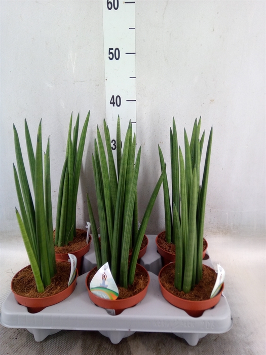 <h4>Sansevieria   ...</h4>