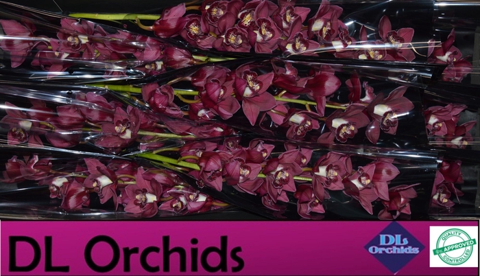 <h4>CYMB T RISTO</h4>