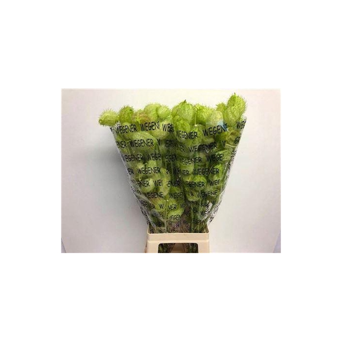 <h4>Gom Fr Moby Dick</h4>