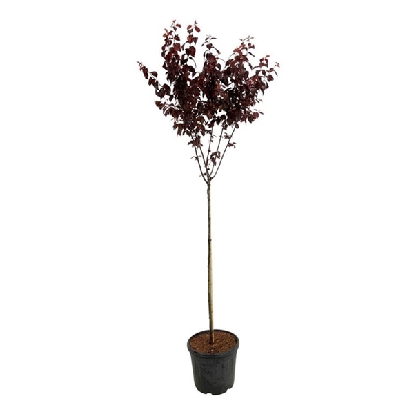 <h4>Prunus cerasifera 'Nigra'</h4>