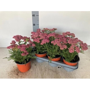 ACHI MILLEFOLIUM