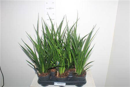 <h4>Sansev Kirki Friends</h4>