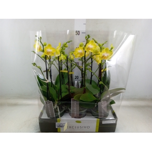 Phalaenopsis multi. 'Ant Arezzo'