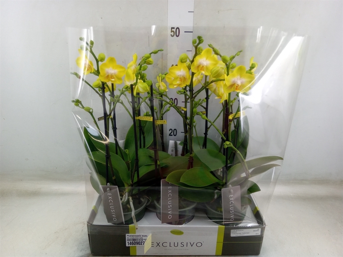 <h4>Phalaenopsis multi. 'Ant Arezzo'</h4>