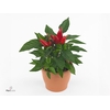 Capsicum Sombrero Red