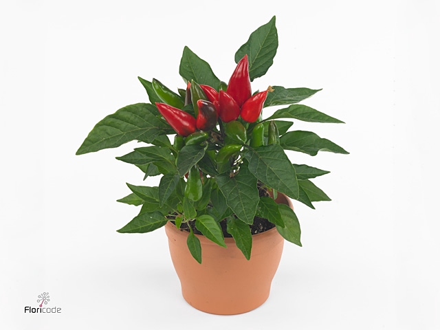 Capsicum Sombrero Red