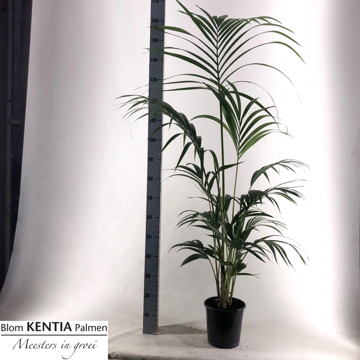 <h4>HOWEA FORSTERIANA</h4>