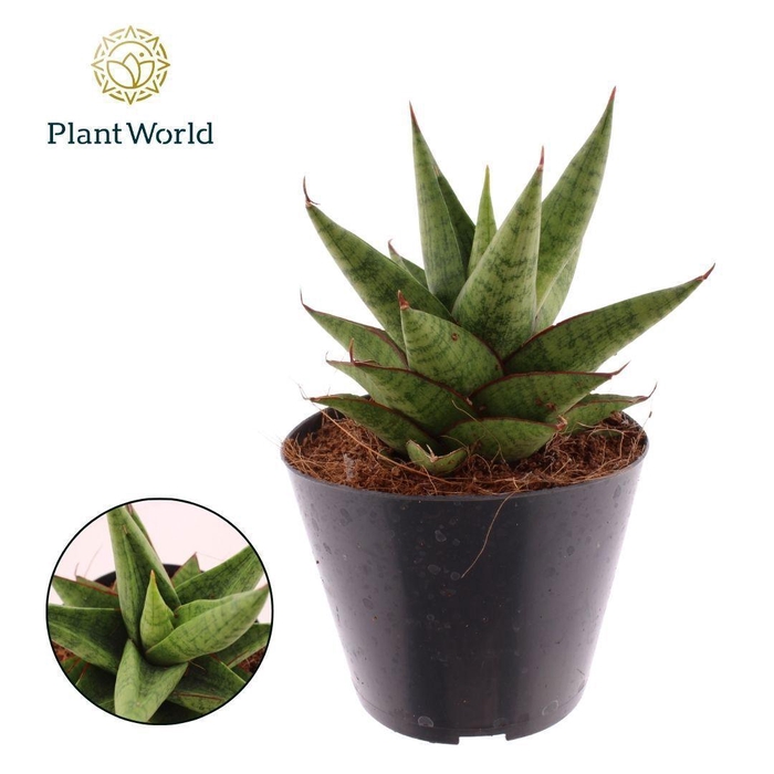 <h4>Sansevieria Apollo</h4>