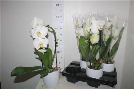 <h4>***phal An Glasgow 1 Branche 7+n Keramiek**</h4>