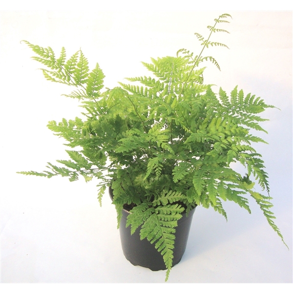 <h4>Dryopteris austriaca ES15 1,7l</h4>