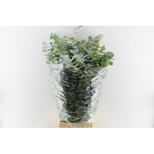 Euca Cinerea 400 Gram Extra X5 Bos