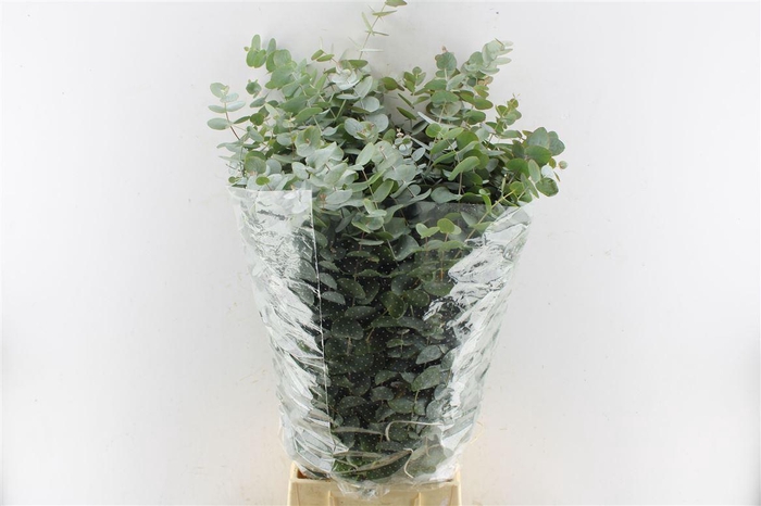 <h4>Euca Cinerea 400 Gram Extra X5 Bos</h4>