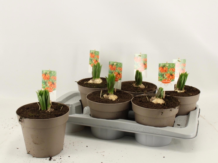 <h4>FRIT IMP AURORA</h4>