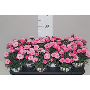 Dianthus I Love U