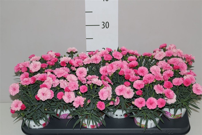 <h4>Dianthus I Love U</h4>