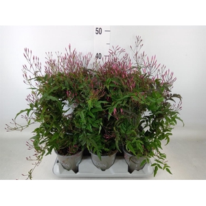 Jasminum polyanthum   ...rose