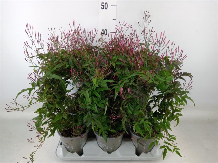 <h4>Jasminum polyanthum   ...rose</h4>