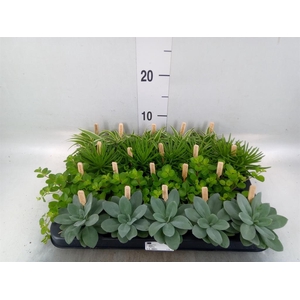 Planten  ..mix