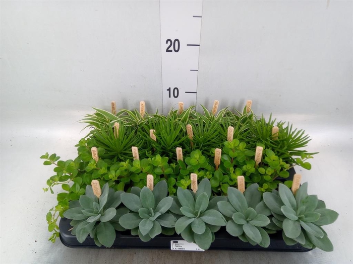 <h4>Planten ..mix</h4>