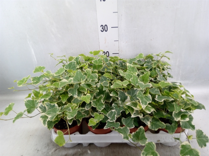 <h4>Hedera helix 'White Wonder'</h4>