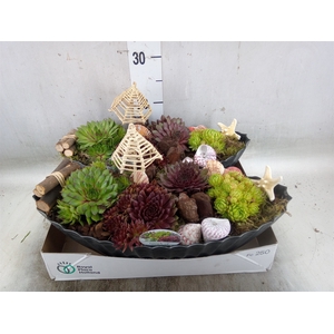 Arr.  Sempervivum L%