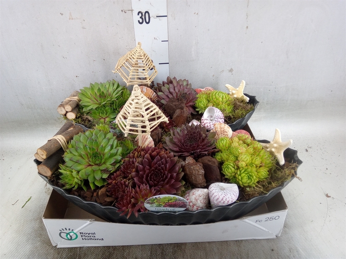 <h4>Arr.  Sempervivum L%</h4>