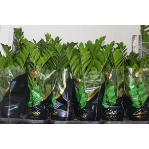 ZAMIOCULCAS PREMIUM P17 PREMIUM