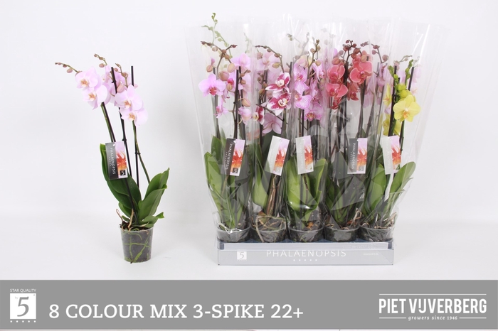 <h4>PHAL GEM 8 KL</h4>