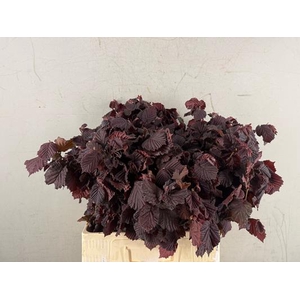 Corylusblad Roter Zelle