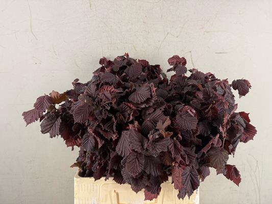 Corylusblad Roter Zelle