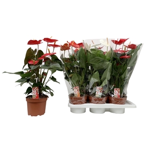 Anthurium   ...mix 4