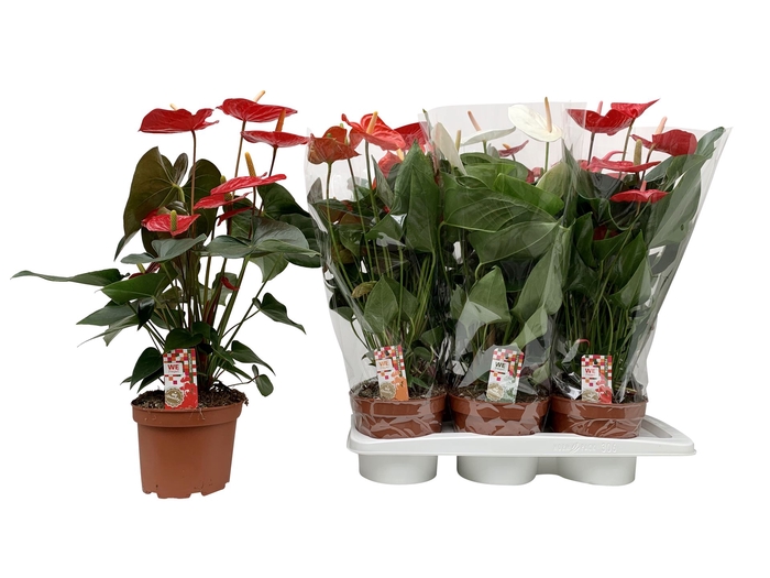 <h4>Anthurium   ...mix 4</h4>