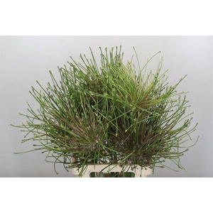 Allium schubertii
