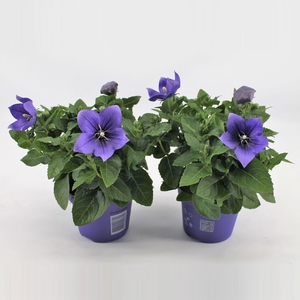 Platycodon Grandiflorus 'Astra Blue'