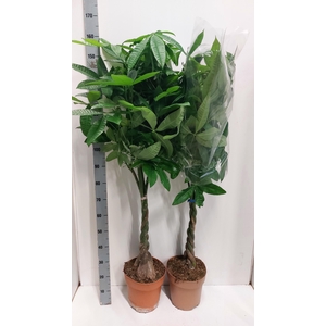 PACHIRA AQUATICA