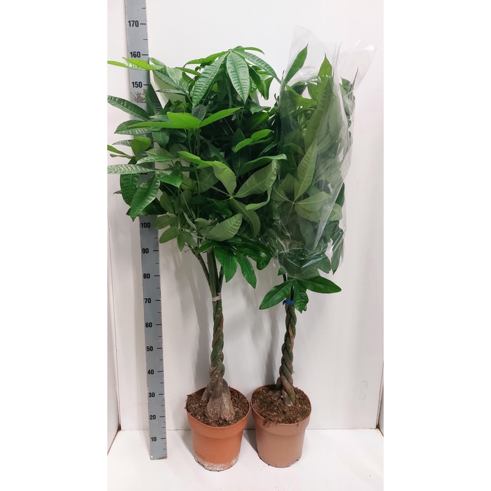 <h4>PACHIRA AQUATICA</h4>