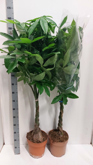 PACHIRA AQUATICA