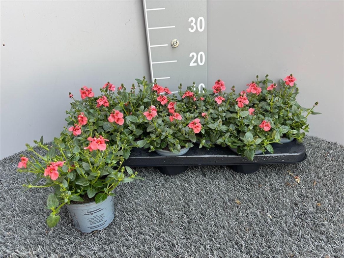 arr8 Dias F C Deep Salmon