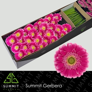 Germini Wonderwall Doos