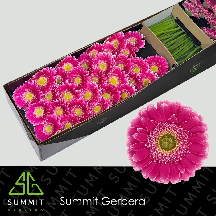 <h4>Germini Wonderwall Doos</h4>