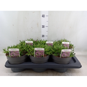 Delosperma aberdeenense
