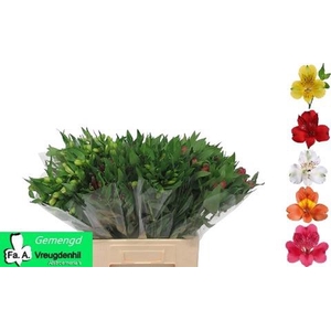 ALSTR MIX CONTAINER