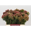 Kaaps Groen Red Brunia Medium