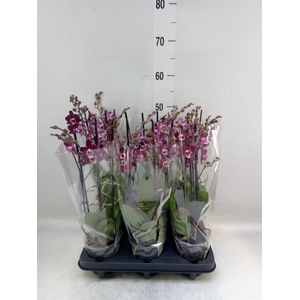 Phalaenopsis multi.   ...red